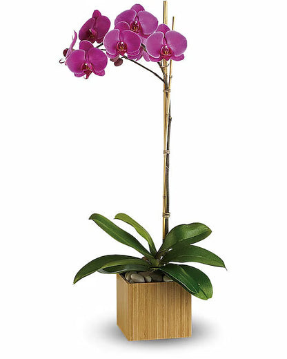 Pink Elegant orchids with green leaf