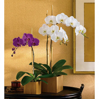 Two Elegant orchids on table against gold wall.